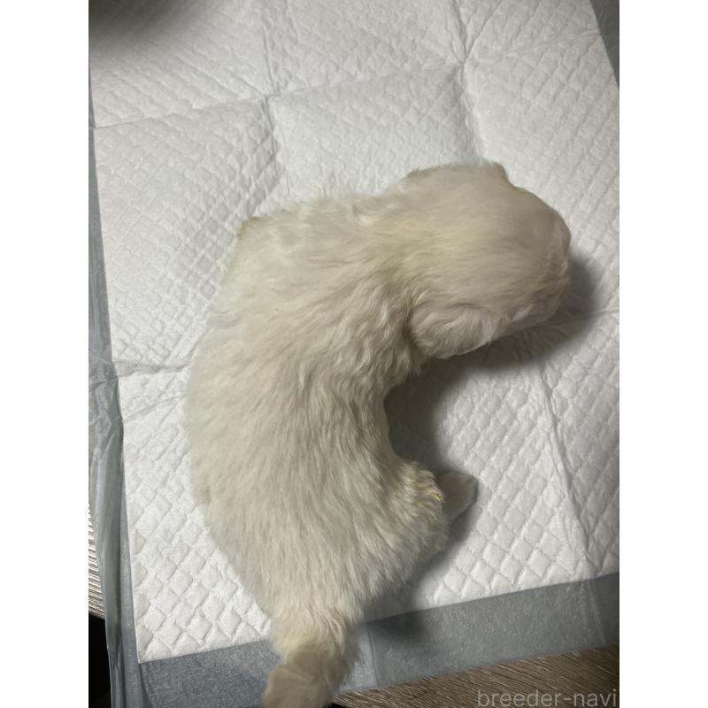 販売中の大阪府のミックス犬-452633の3枚目