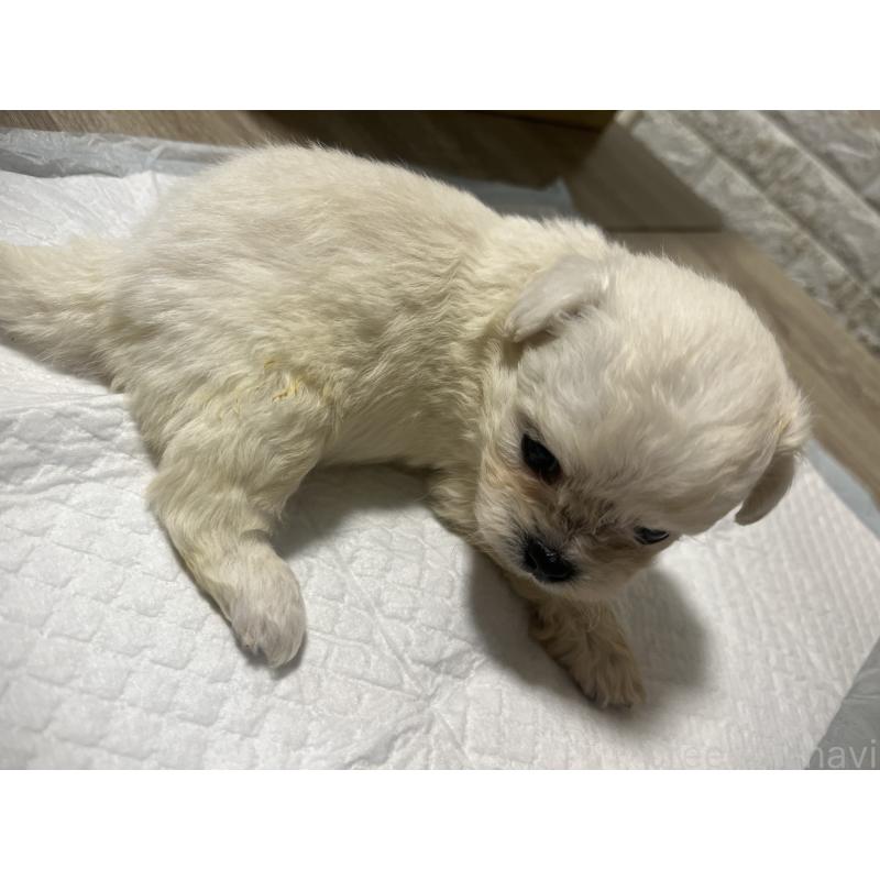 販売中の大阪府のミックス犬-452633の2枚目