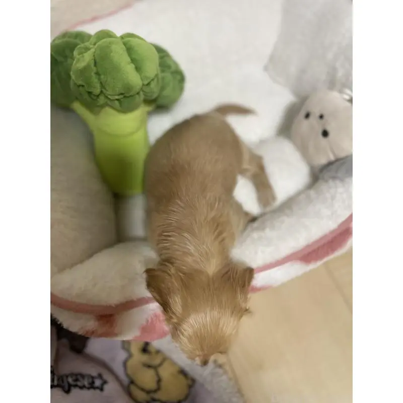 販売中の千葉県のミニチュアダックスフンド(ロングヘアード)-452634の6枚目