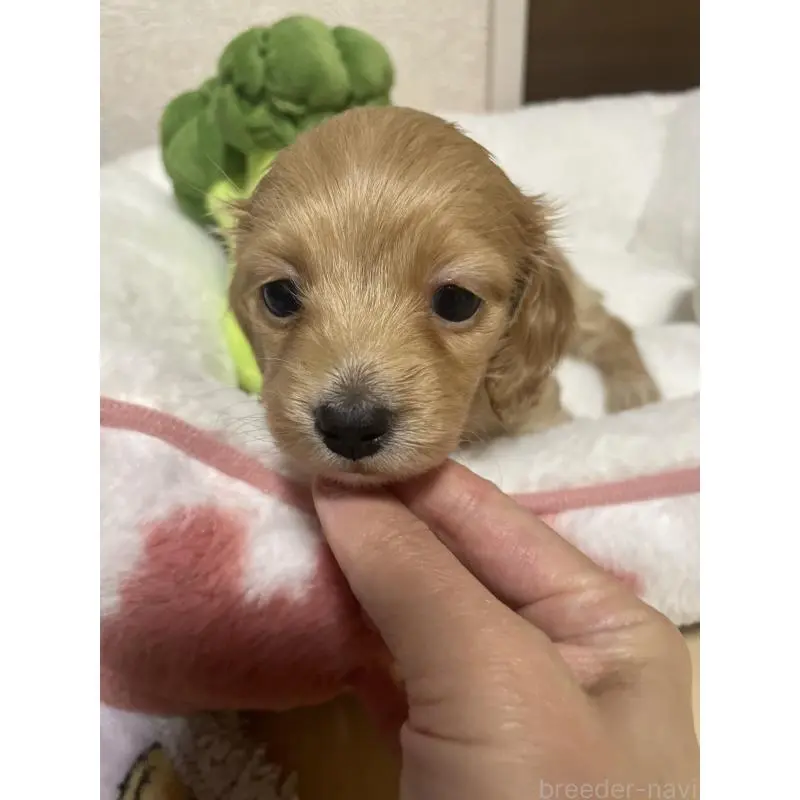 販売中の千葉県のミニチュアダックスフンド(ロングヘアード)-452634の5枚目