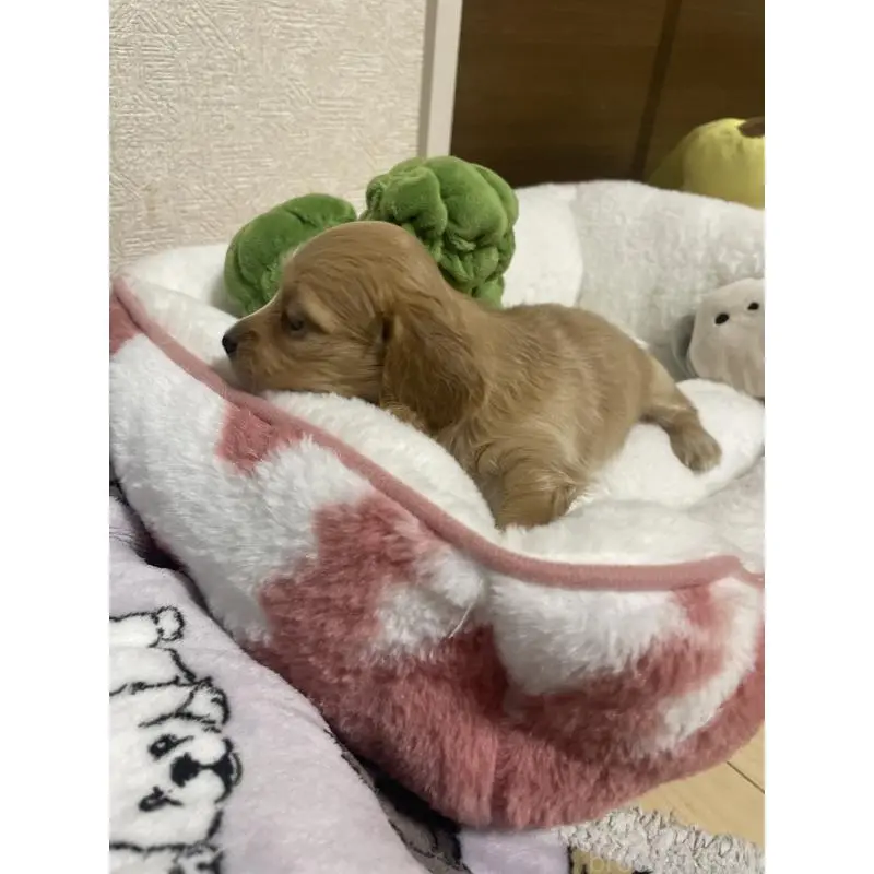 販売中の千葉県のミニチュアダックスフンド(ロングヘアード)-452634の4枚目