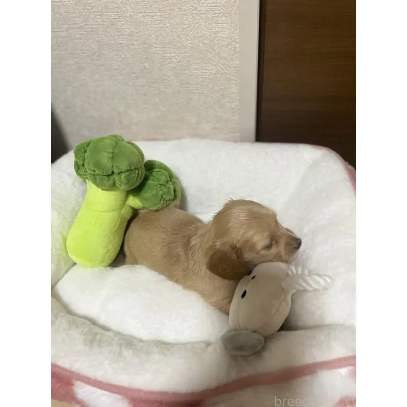 販売中の千葉県のミニチュアダックスフンド(ロングヘアード)-452634の3枚目