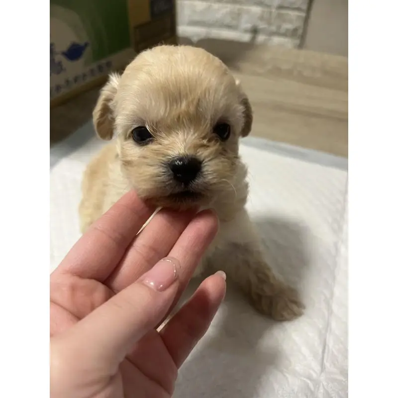 販売中の大阪府のミックス犬-452635の4枚目