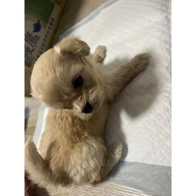 販売中の大阪府のミックス犬-452635の3枚目