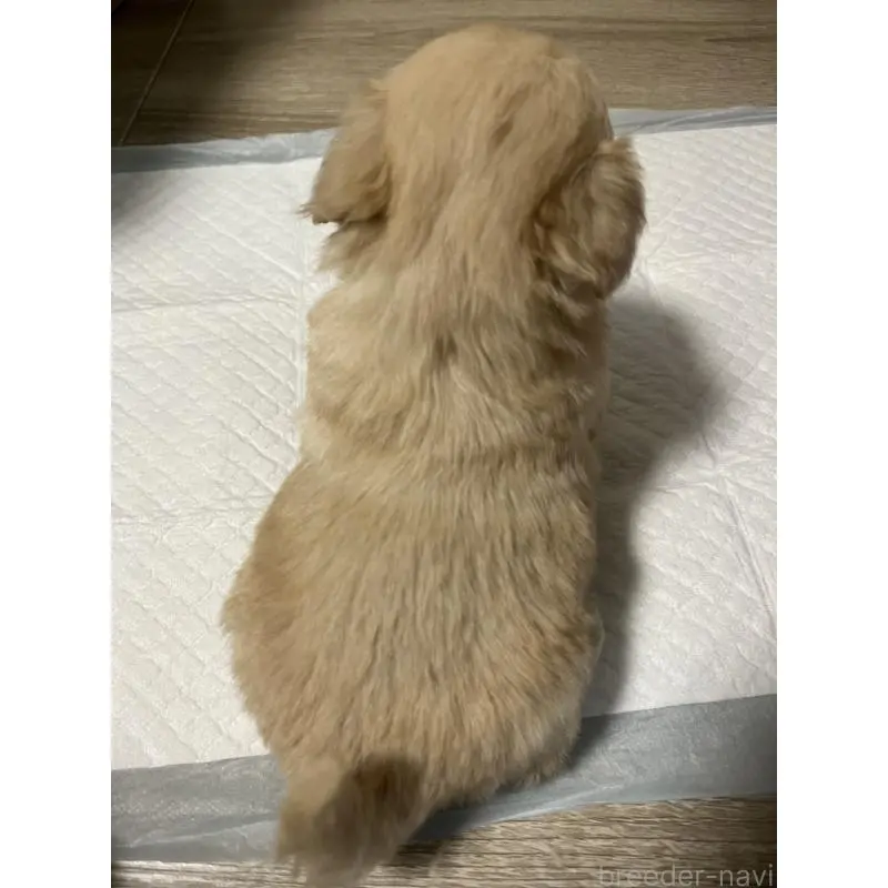 販売中の大阪府のミックス犬-452635の2枚目