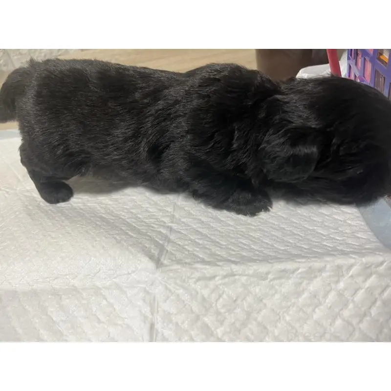 販売中の大阪府のミックス犬-452637の3枚目