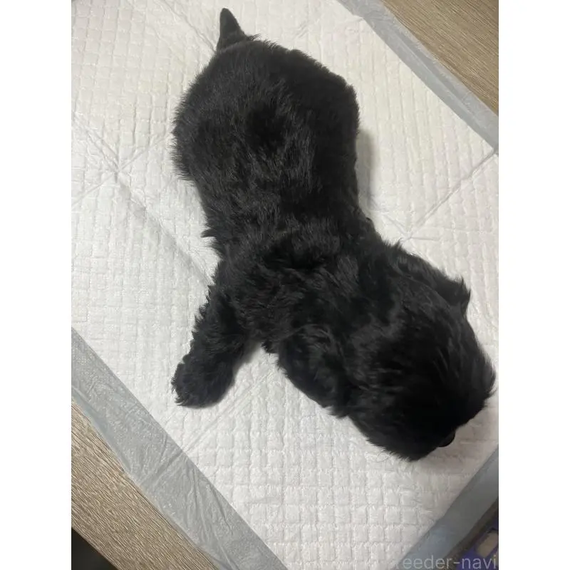 販売中の大阪府のミックス犬-452637の2枚目