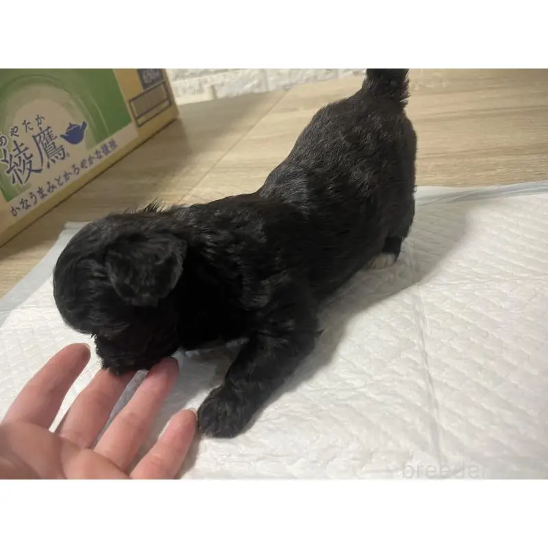 販売中の大阪府のミックス犬-452638の3枚目