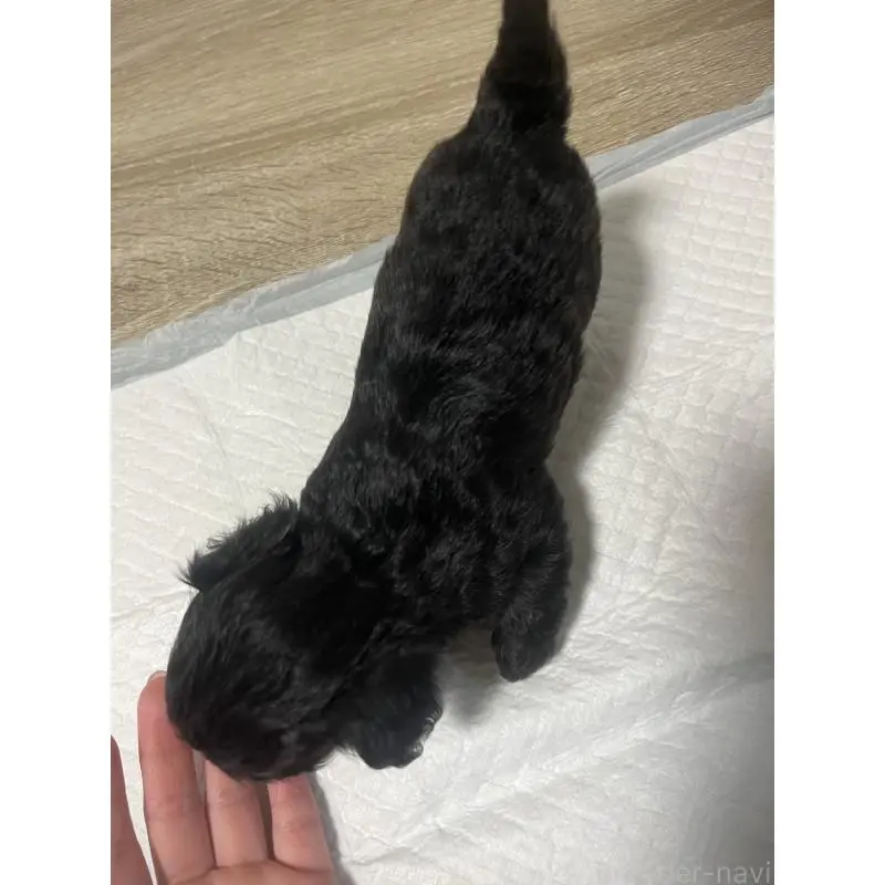 販売中の大阪府のミックス犬-452638の2枚目