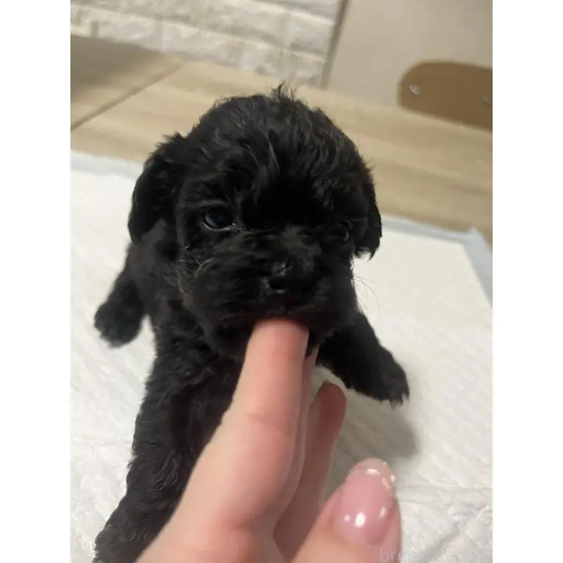 販売中の大阪府のミックス犬-452640の3枚目