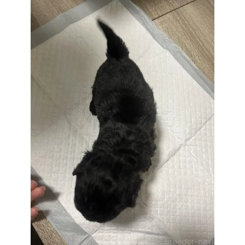 販売中の大阪府のミックス犬-452640の2枚目