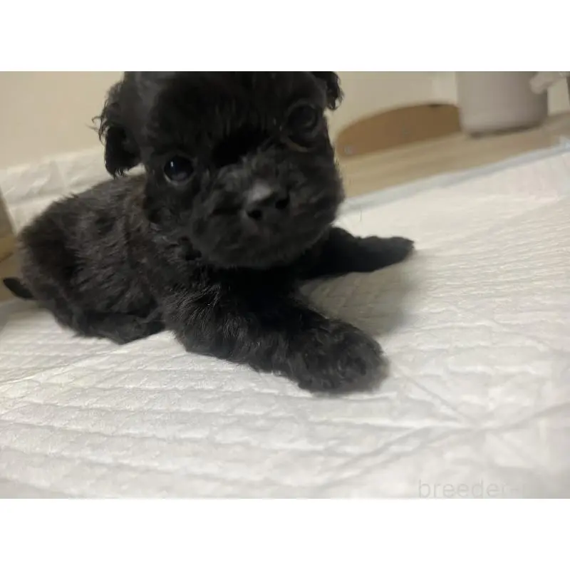 販売中の大阪府のミックス犬-452641の4枚目