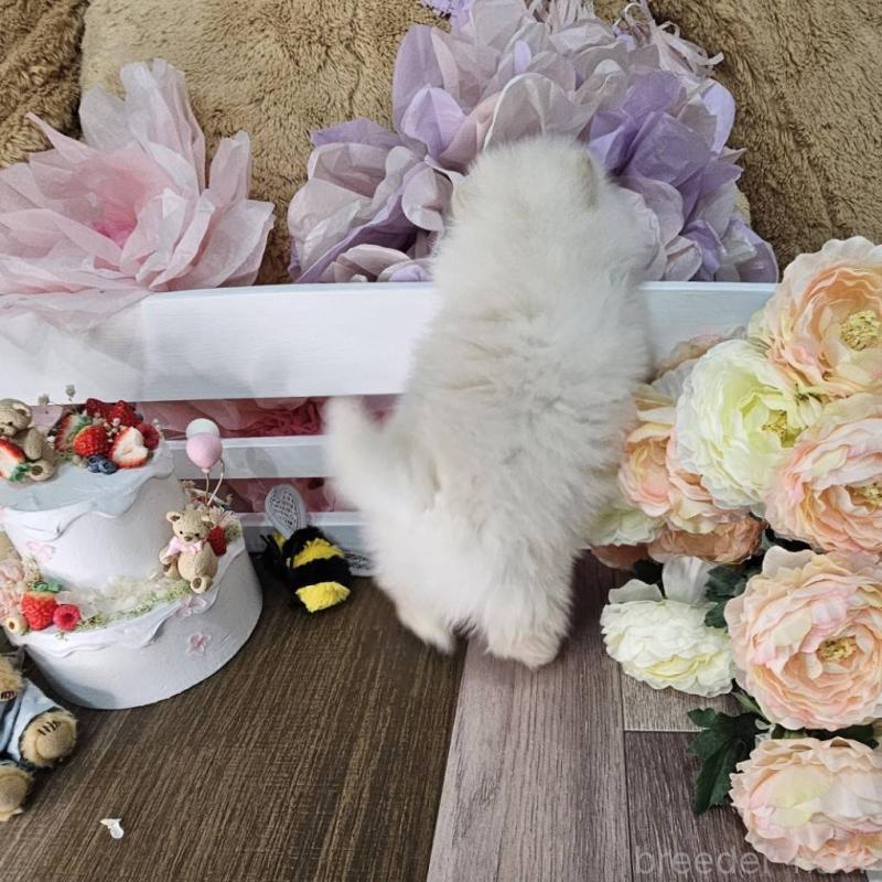 販売中の埼玉県のポメラニアン-452642の11枚目