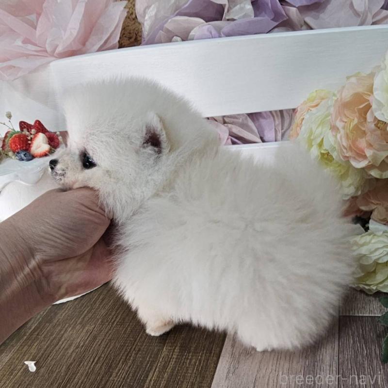 販売中の埼玉県のポメラニアン-452642の12枚目