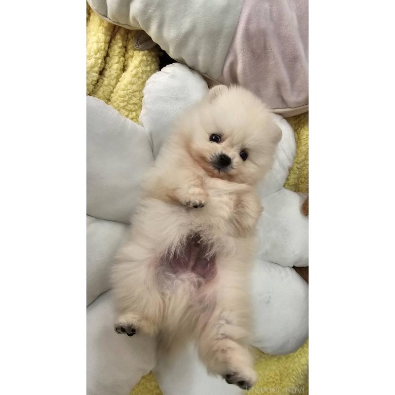 販売中の埼玉県のポメラニアン-452642の10枚目