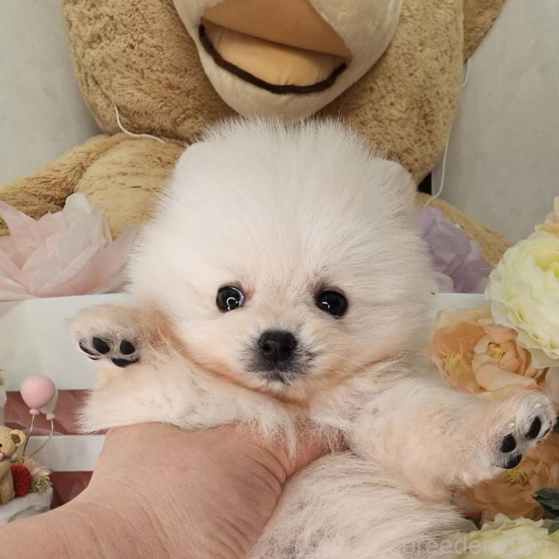 販売中の埼玉県のポメラニアン-452642の9枚目