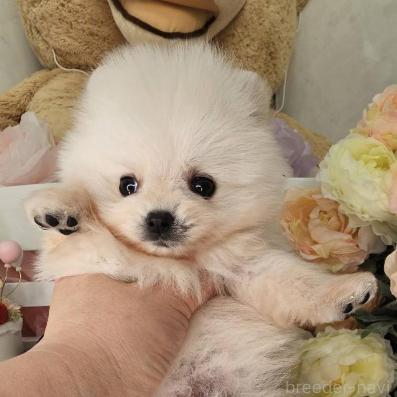販売中の埼玉県のポメラニアン-452642の8枚目