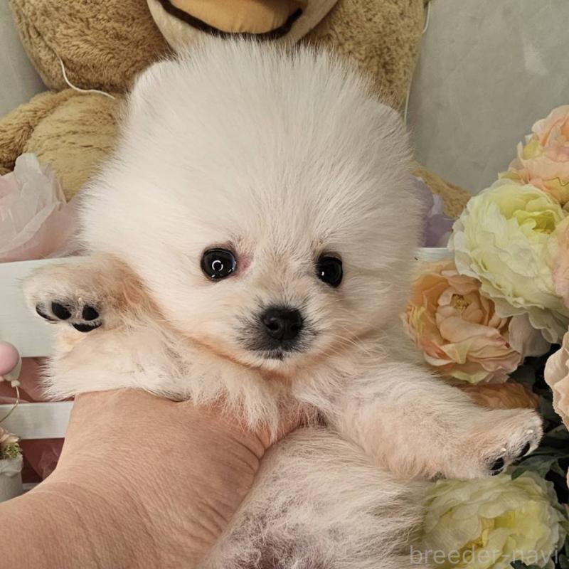 販売中の埼玉県のポメラニアン-452642の7枚目
