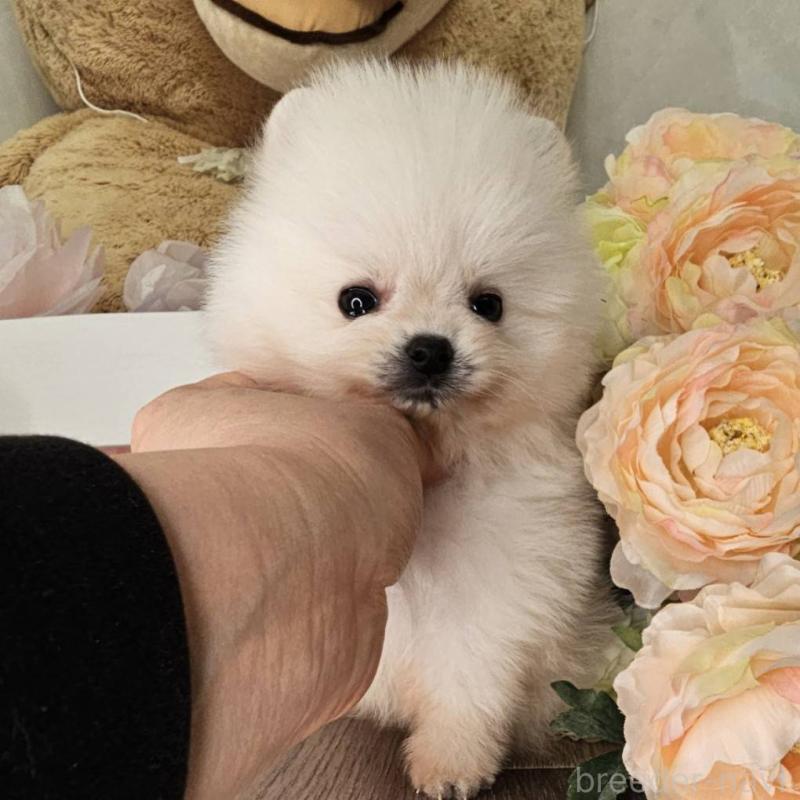 販売中の埼玉県のポメラニアン-452642の5枚目