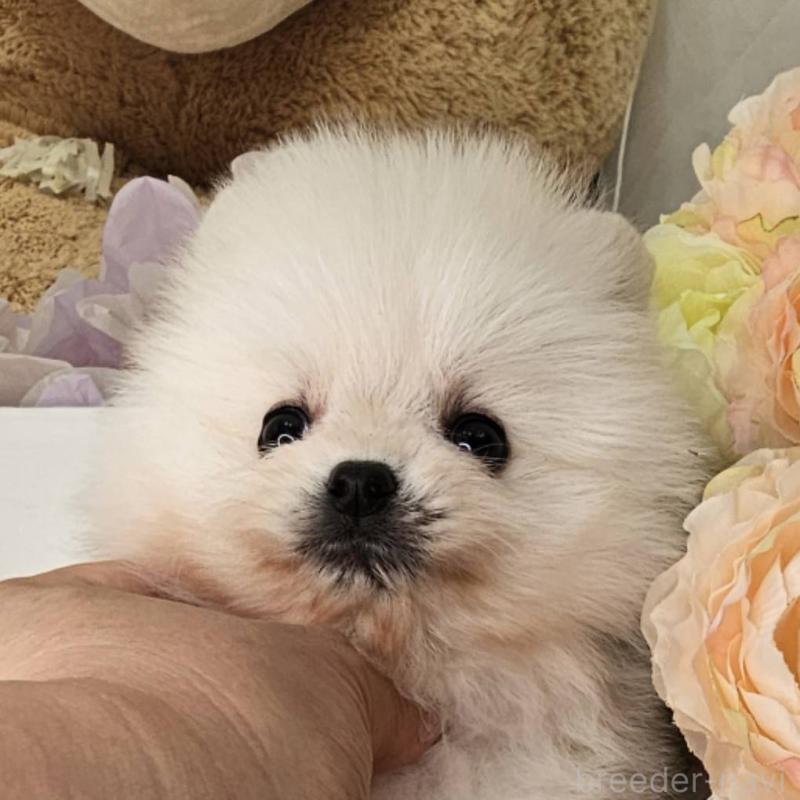 販売中の埼玉県のポメラニアン-452642の6枚目