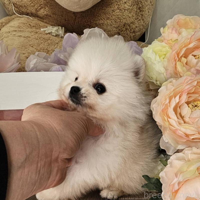 販売中の埼玉県のポメラニアン-452642の4枚目