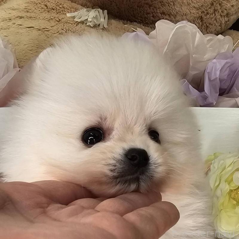 販売中の埼玉県のポメラニアン-452642の3枚目