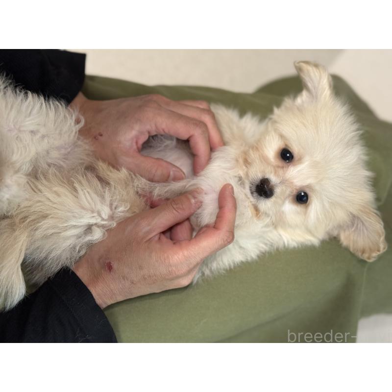 販売中の香川県のポメプー:ポメラニアン×トイプードル-452643の3枚目