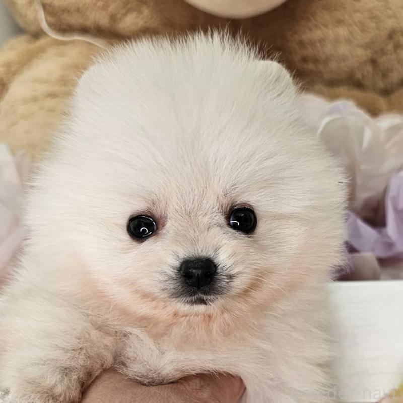 販売中の埼玉県のポメラニアン-452642の2枚目