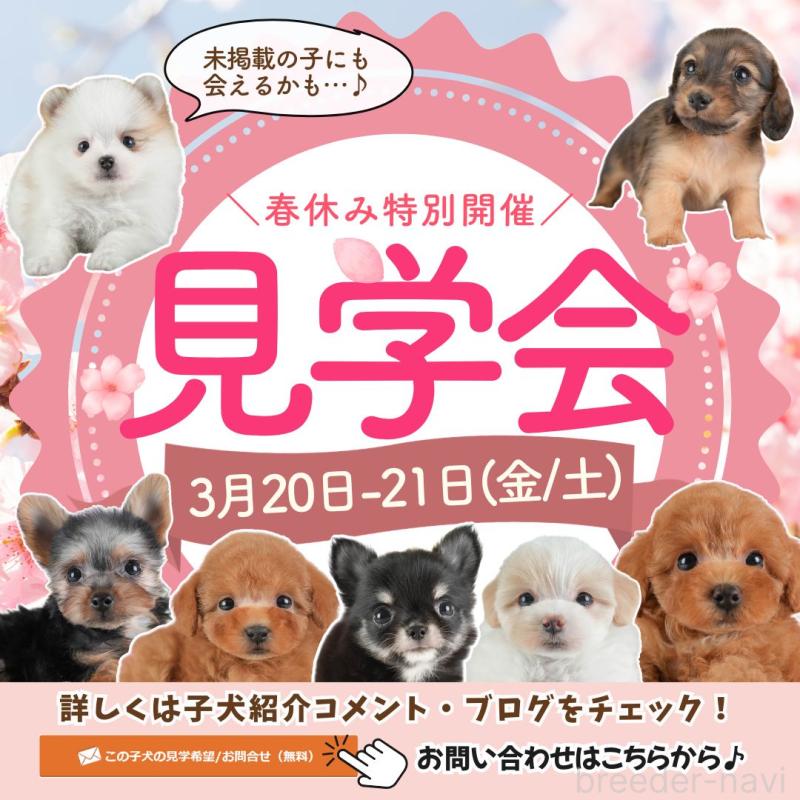 販売中の埼玉県のトイプードル-451106の3枚目