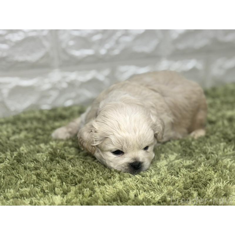 販売中の埼玉県のペキニーズ-452646の4枚目