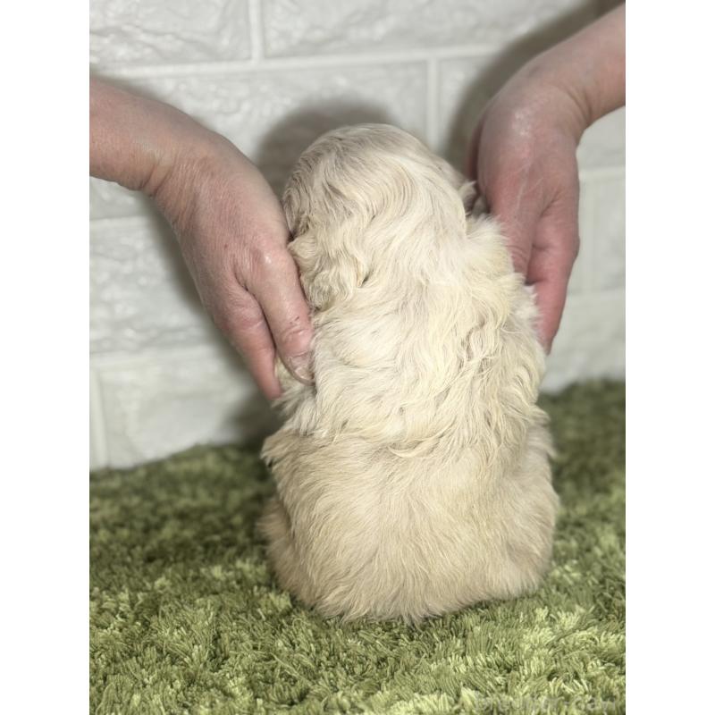 販売中の埼玉県のペキニーズ-452646の3枚目