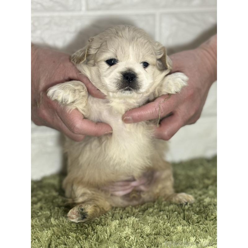 販売中の埼玉県のペキニーズ-452646の2枚目