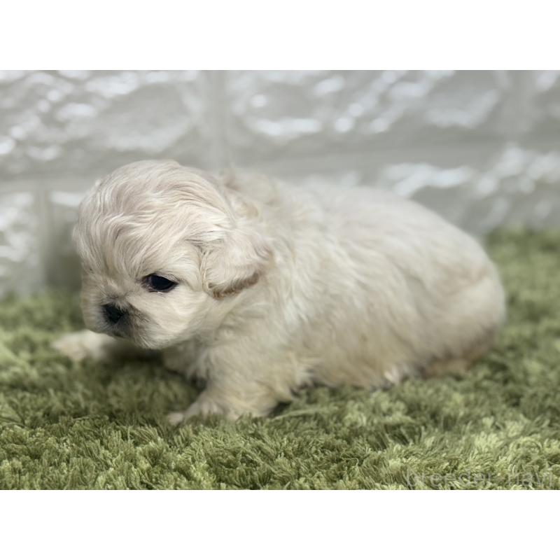 販売中の埼玉県のペキニーズ-452647の4枚目