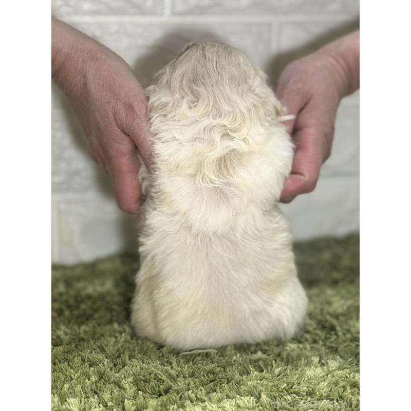 販売中の埼玉県のペキニーズ-452647の3枚目