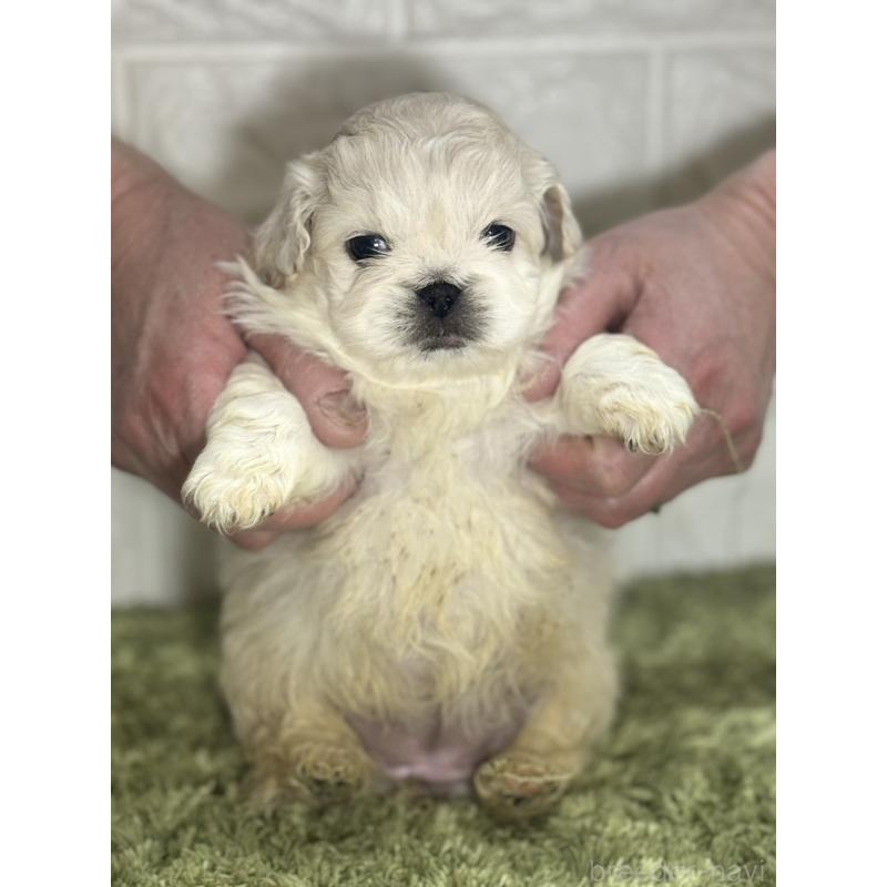 販売中の埼玉県のペキニーズ-452647の2枚目