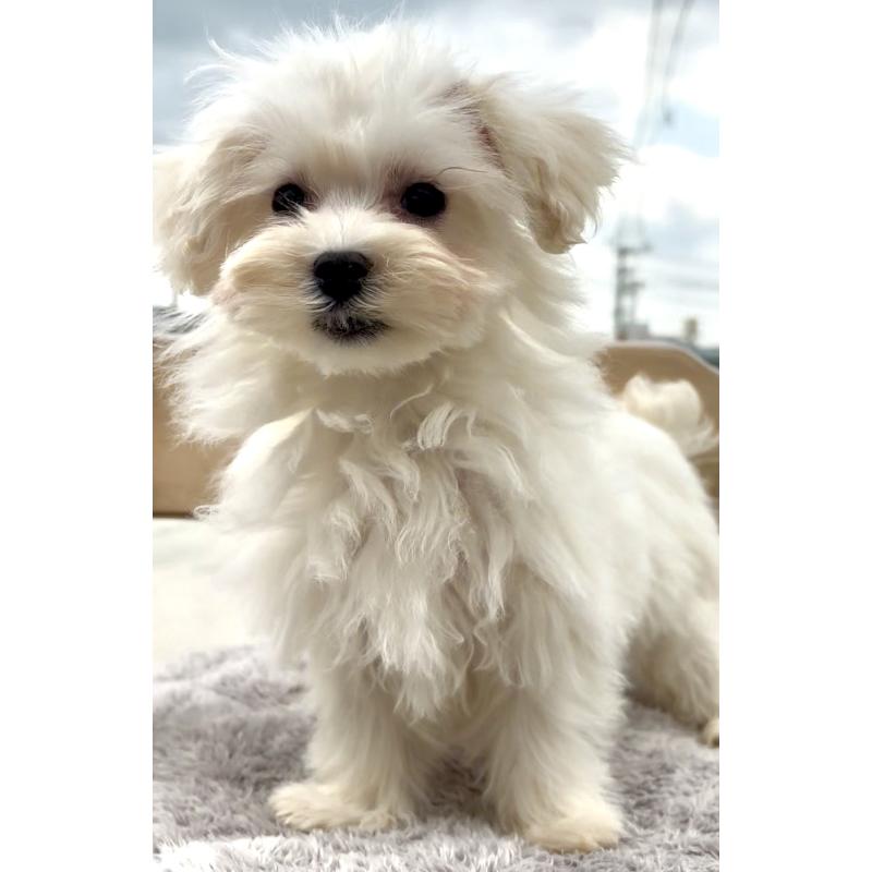 販売中の沖縄県のミックス犬-441383の6枚目