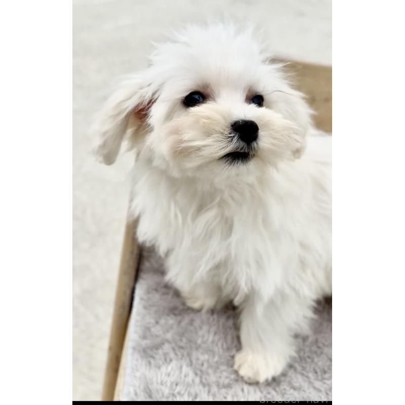 販売中の沖縄県のミックス犬-441383の5枚目