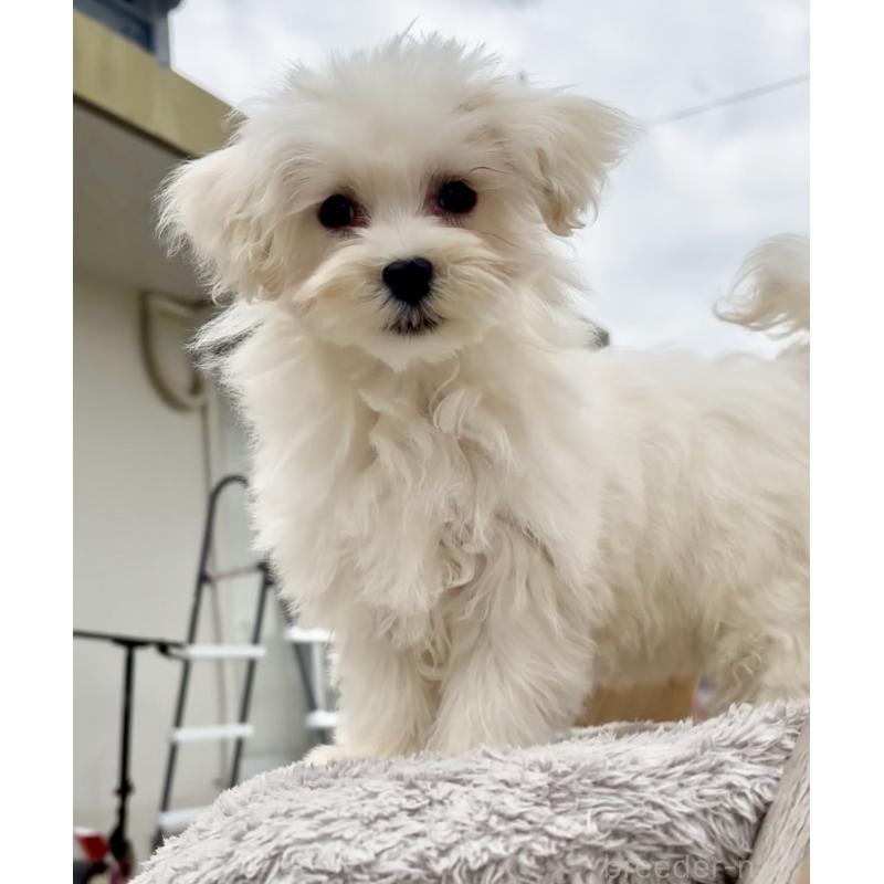 販売中の沖縄県のミックス犬-441383の4枚目