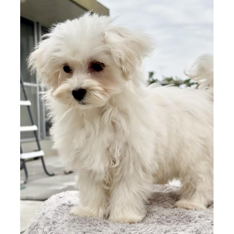 販売中の沖縄県のミックス犬-441383の3枚目