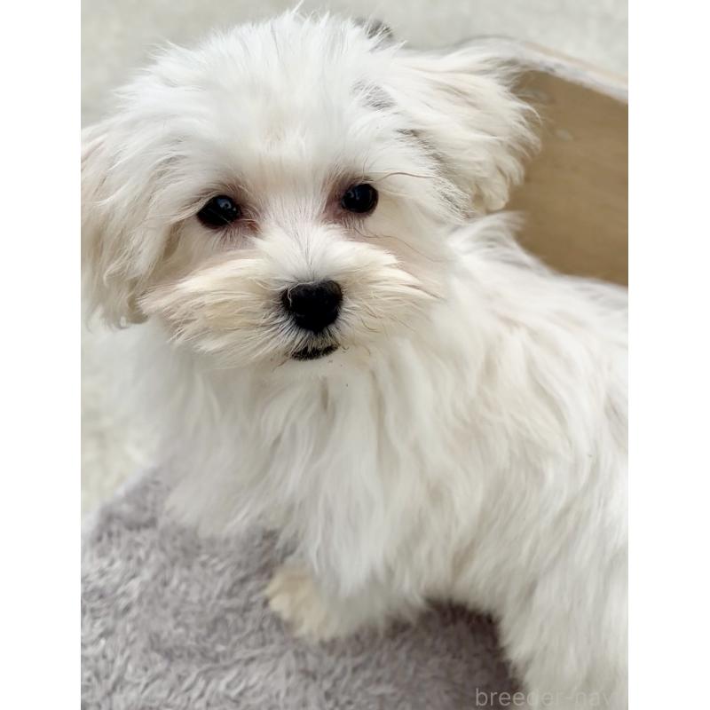 販売中の沖縄県のミックス犬-441383の2枚目