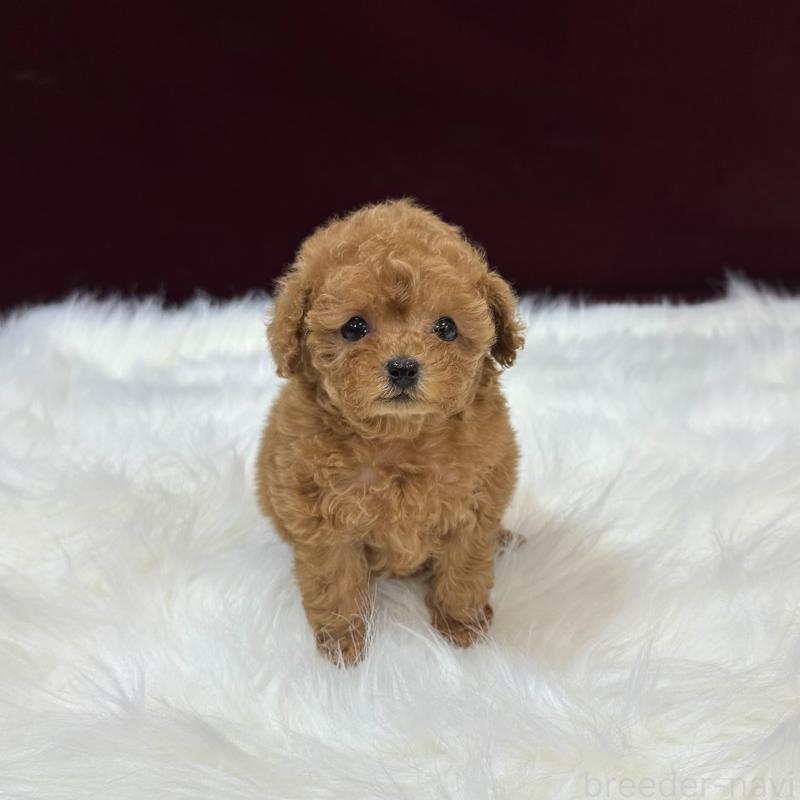 販売中の広島県のティーカッププードル-450942