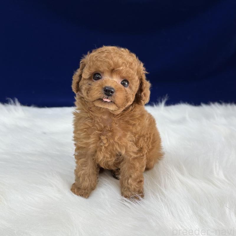 販売中の広島県のタイニープードル-450941