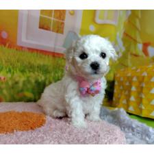 ♀︎ビションフリーゼ