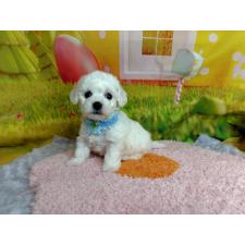 ♀︎ビションフリーゼ