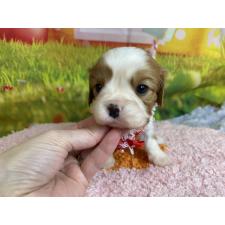 ♀︎キャバリアキングチャールズスパニエル