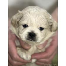 ♀︎ペキニーズ