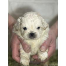 ♀︎ペキニーズ