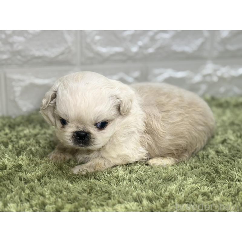 販売中の埼玉県のペキニーズ-452648の4枚目