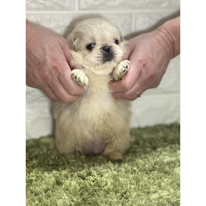 販売中の埼玉県のペキニーズ-452648の2枚目