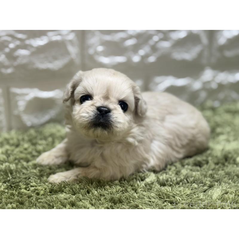 販売中の埼玉県のペキニーズ-452649の5枚目